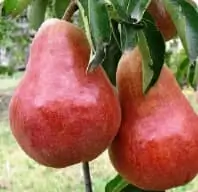 Груша
