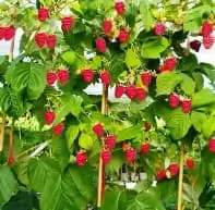 Клубника Ампельная "Гирлянда"